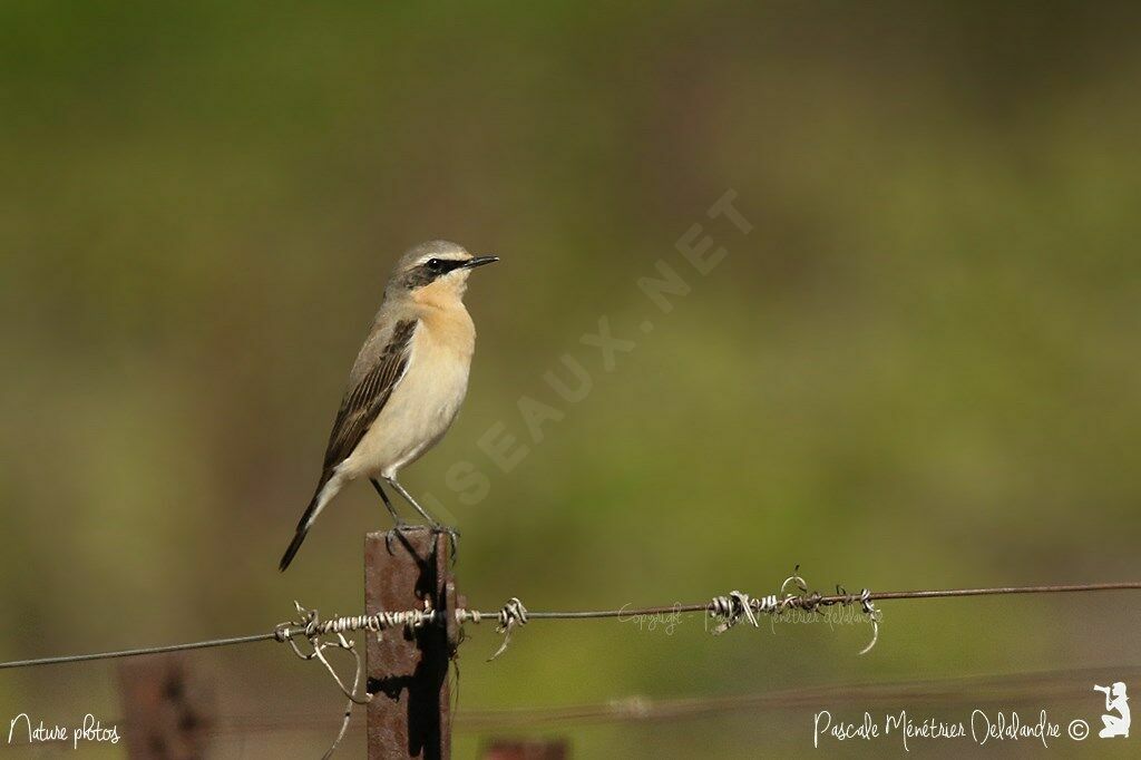 Northern Wheatear male