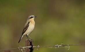 Northern Wheatear