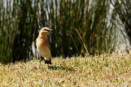 Northern Wheatear