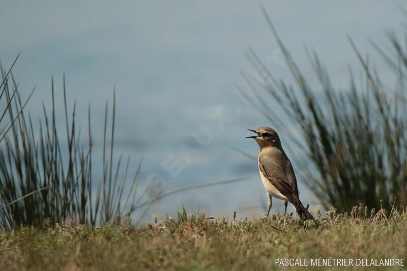 Northern Wheatear