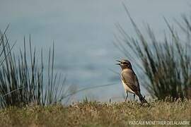 Northern Wheatear