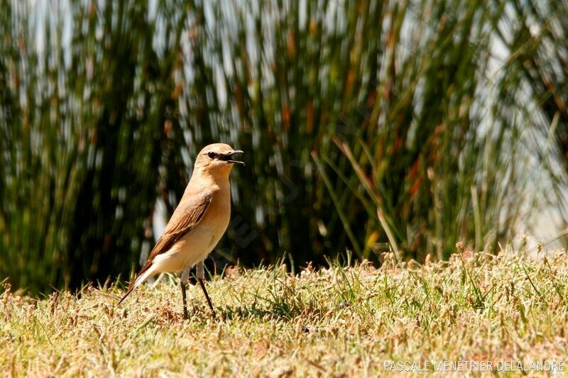 Northern Wheatear male