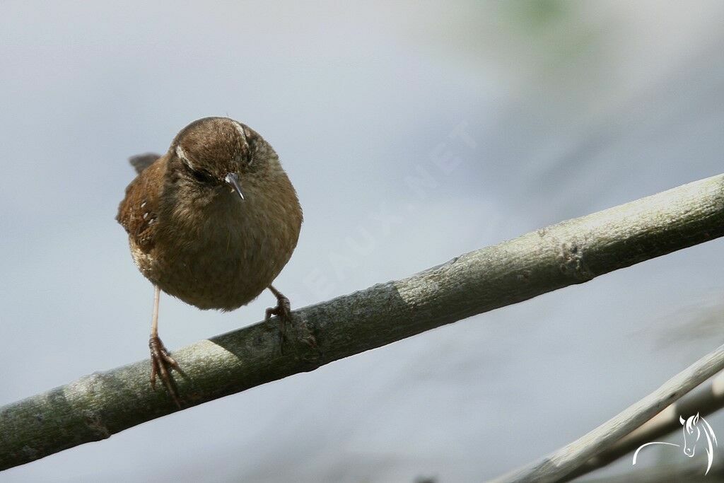 Eurasian Wren