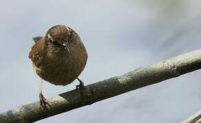 Eurasian Wren