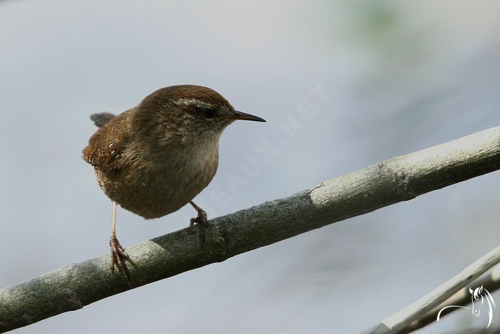 Eurasian Wren