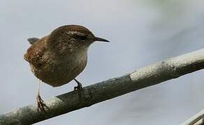 Eurasian Wren