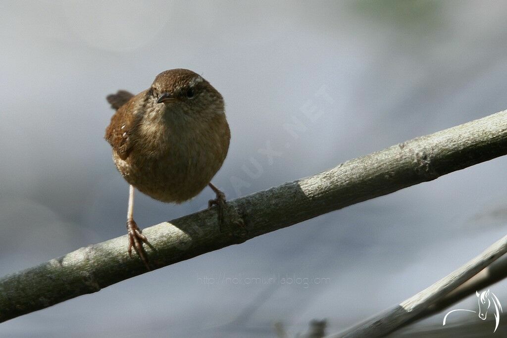 Troglodyte mignon