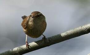 Eurasian Wren