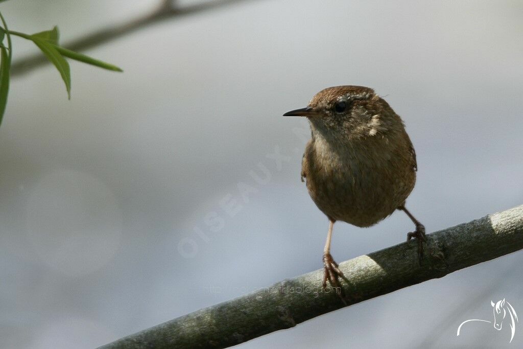 Eurasian Wren