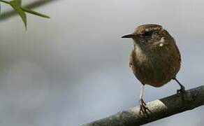 Eurasian Wren