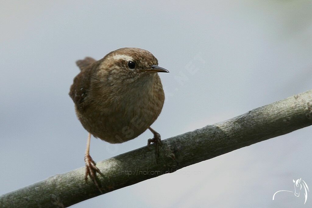 Troglodyte mignon