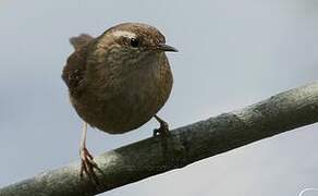 Eurasian Wren