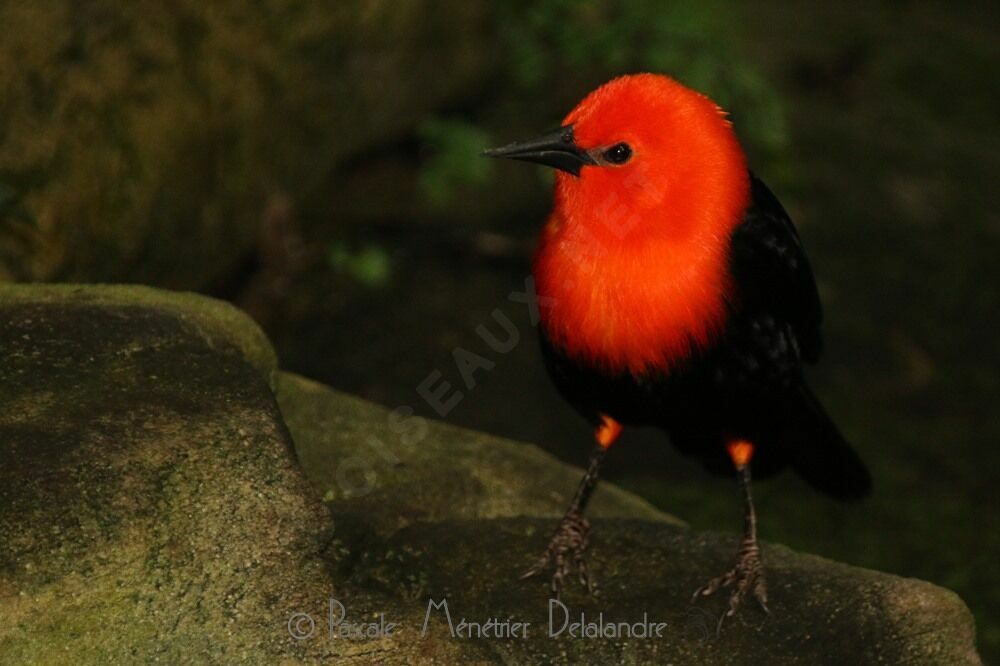 Scarlet-headed Blackbird