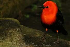 Scarlet-headed Blackbird