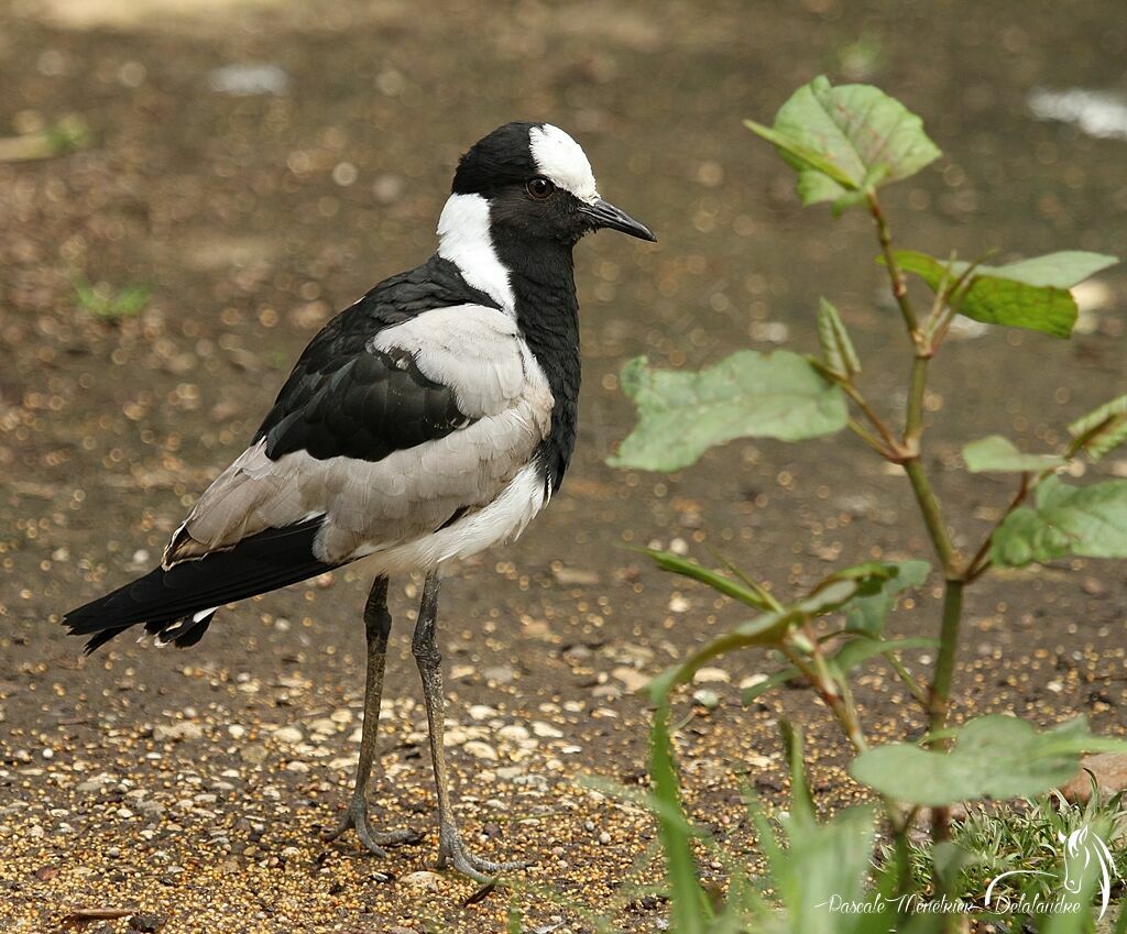 Blacksmith Lapwing