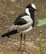 Blacksmith Lapwing