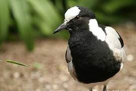 Blacksmith Lapwing