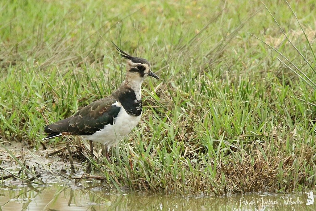 Northern Lapwing