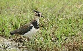 Northern Lapwing