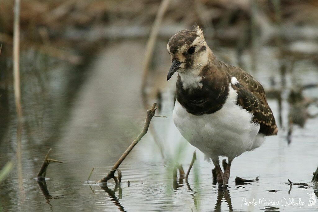 Northern Lapwing