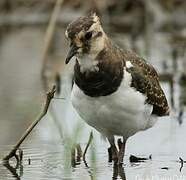 Northern Lapwing