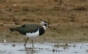 Northern Lapwing