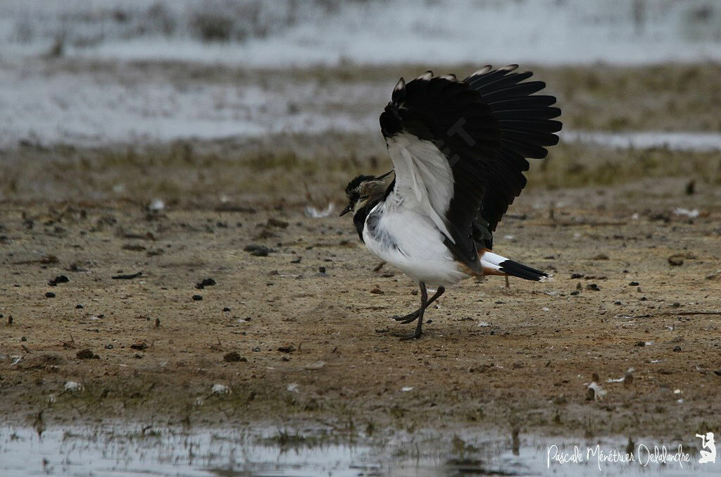 Northern Lapwing