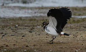 Northern Lapwing