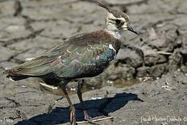 Northern Lapwing