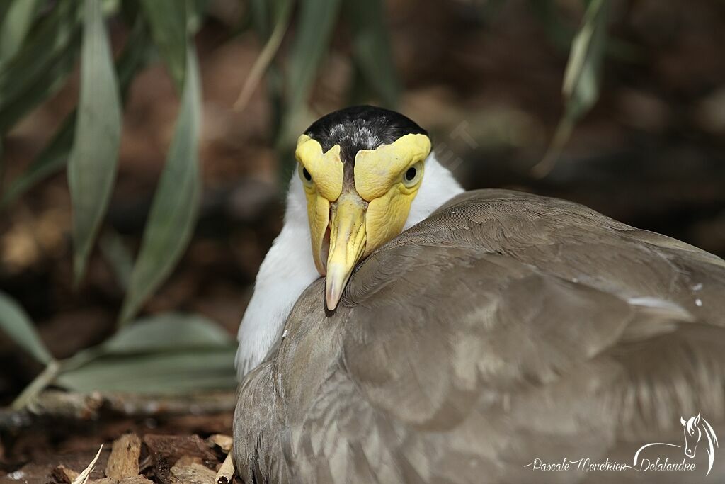 Masked Lapwing