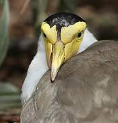 Masked Lapwing