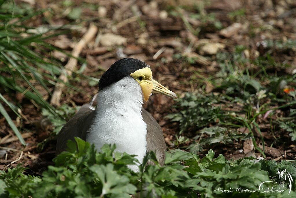 Masked Lapwing