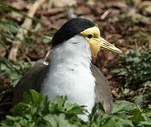 Masked Lapwing