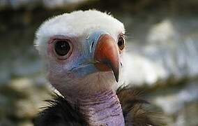 White-headed Vulture