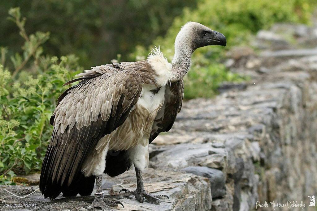 White-backed Vulture