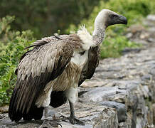 White-backed Vulture