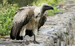 White-backed Vulture