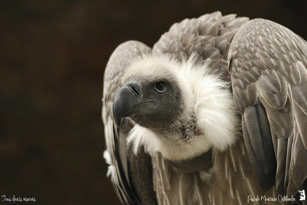 White-backed Vulture