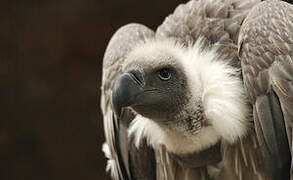 White-backed Vulture