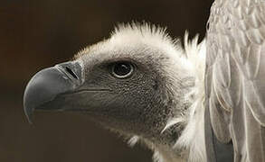 White-backed Vulture