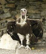 Hooded Vulture