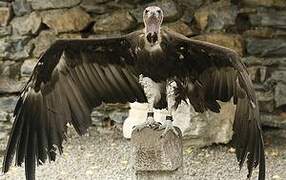 Hooded Vulture