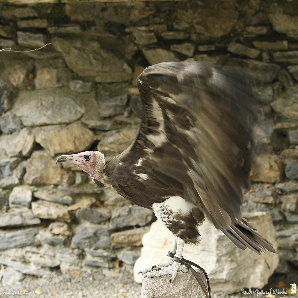 Hooded Vulture