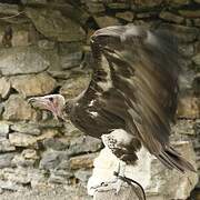 Hooded Vulture