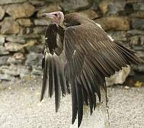 Hooded Vulture