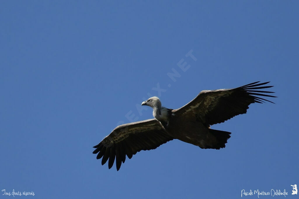 Vautour fauve