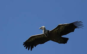 Griffon Vulture