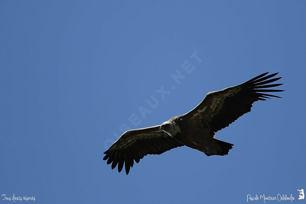 Vautour fauve