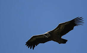 Griffon Vulture