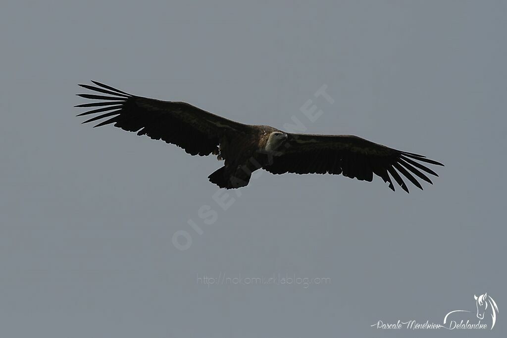 Vautour fauve